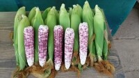 영월 흑찰옥수수 30개/50개 (가을 옥수수는 사랑입니다)