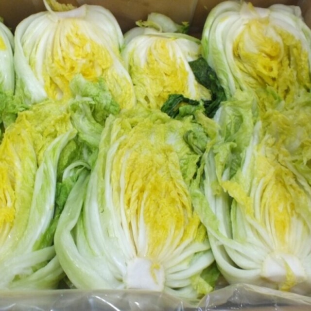 영월 동강애 고향밥상,영특한 절임배추 영월 절임배추 20kg에 몇포기