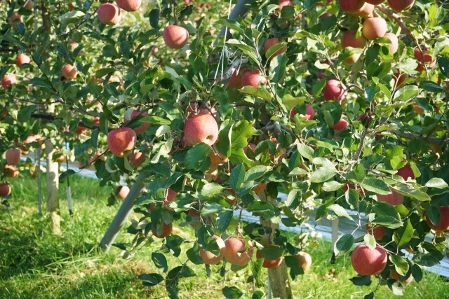 영월 동강애 고향밥상,영특한 영월 사과 3키로 - 부사 12과