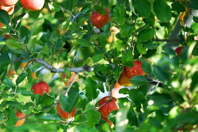 영월 동강애 고향밥상,영특한 영월 사과 3키로 - 부사 12과