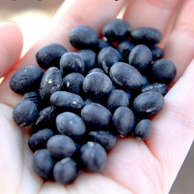 영월 동강애 고향밥상,영월산 2025년 햇 귀족 서리태 5키로