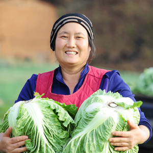 마당터 농장 절임배추 20kg