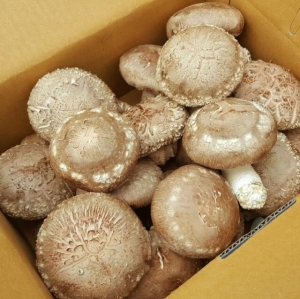 표고버섯 중(가정용)2kg